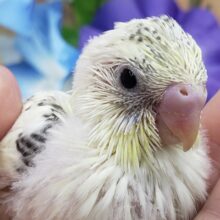 よくばりカラークリームハルクィン入荷です