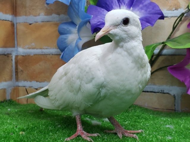 ギンバト
