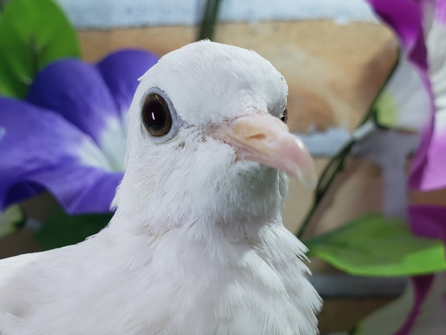 ギンバト