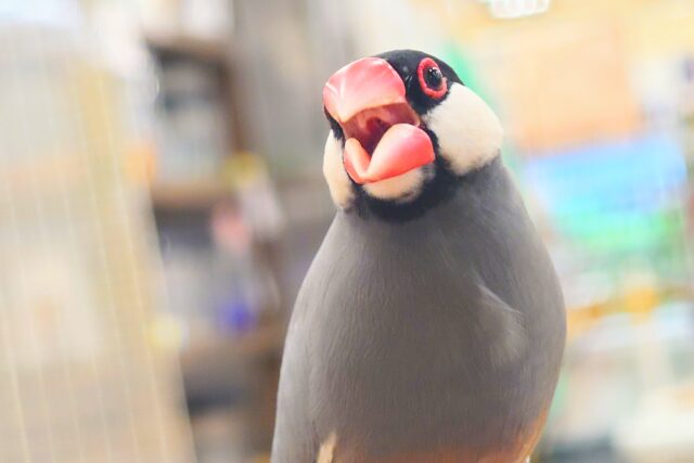 桜文鳥