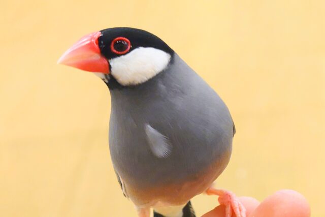 桜文鳥