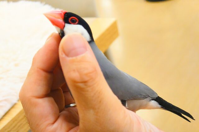 桜文鳥