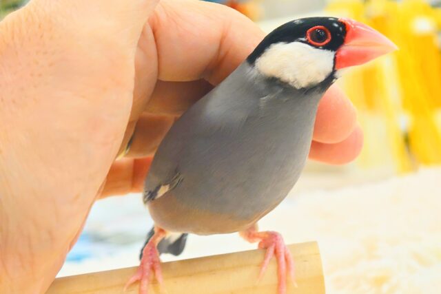 桜文鳥