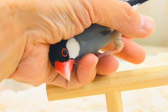 桜文鳥