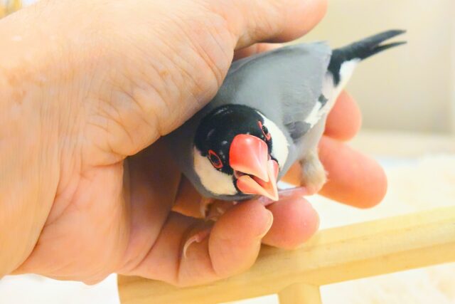 桜文鳥