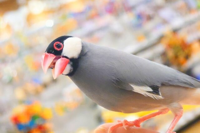 桜文鳥