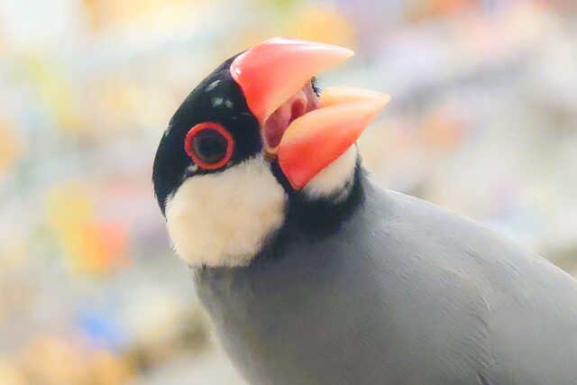 桜文鳥