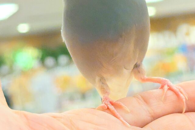 桜文鳥