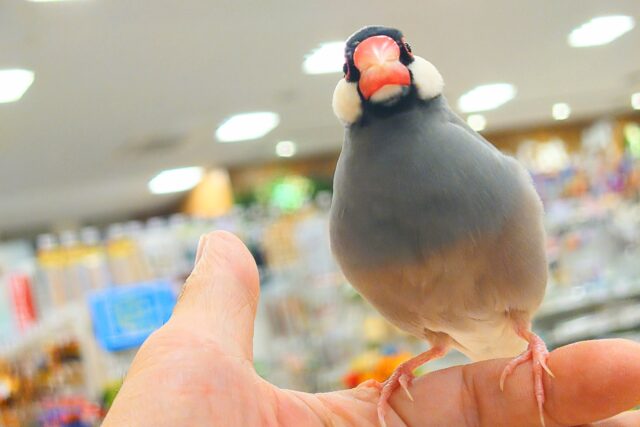 桜文鳥