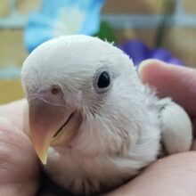極美小桜インコパリドバイオレットシナモン入荷です