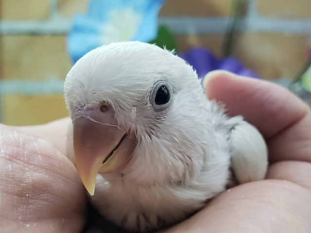 極美小桜インコパリドバイオレットシナモン入荷です