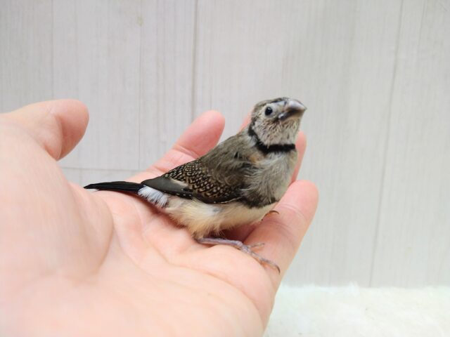 カノコスズメ
