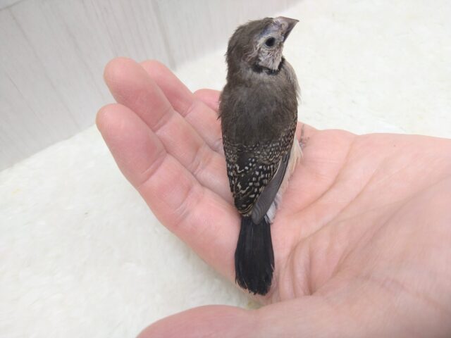 カノコスズメ