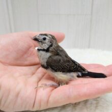 お顔の縁取りが可愛いレアフィンチ❤カノコスズメのヒナさん来ましたよ!!