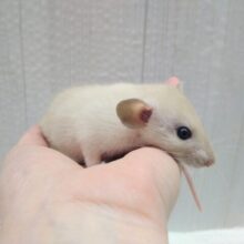 あまあまカフェモカカラーなラットさん来ましたよ〜薄め〜