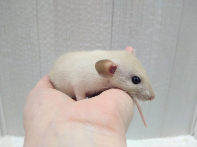 あまあまカフェモカカラーなラットさん来ましたよ〜薄め〜