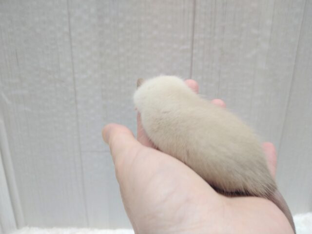 ファンシーラット