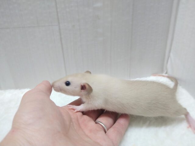 ファンシーラット