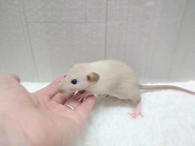 ファンシーラット