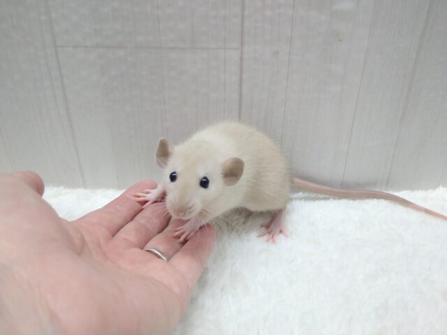 ファンシーラット