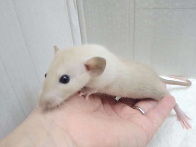ファンシーラット