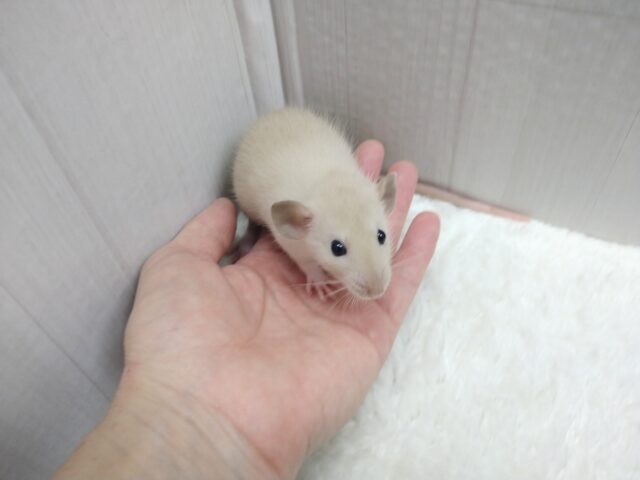 ファンシーラット