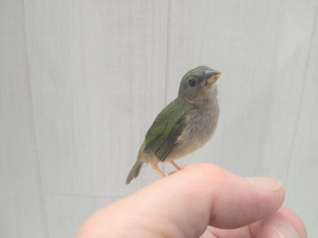 チモールセイコウチョウ
