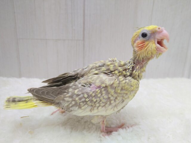 オカメインコ