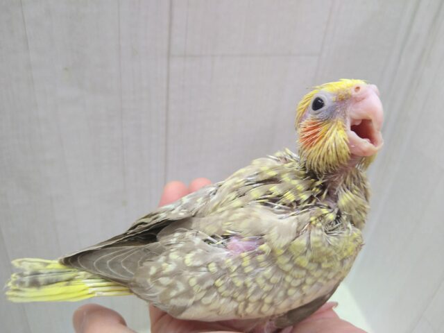 オカメインコ