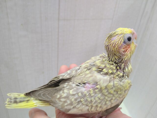 オカメインコ