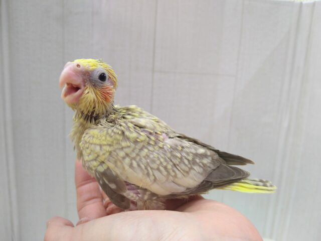 オカメインコ