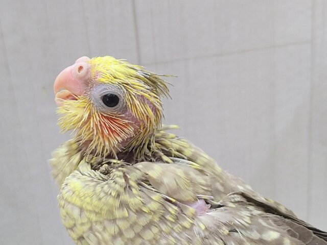オカメインコ