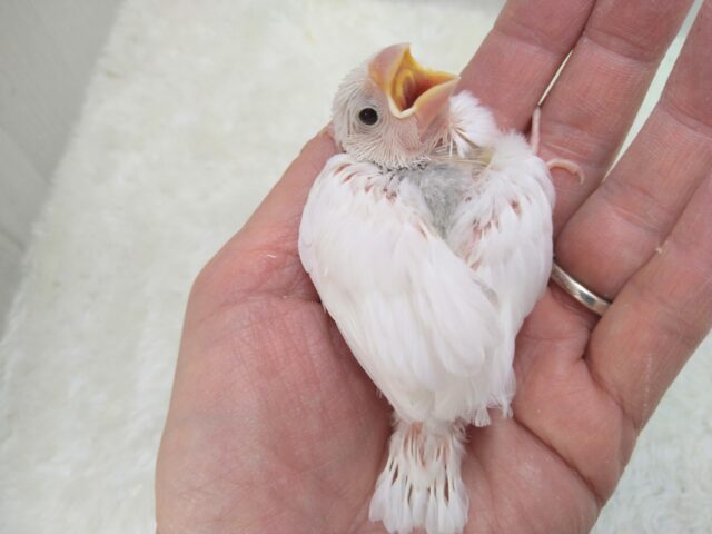白文鳥