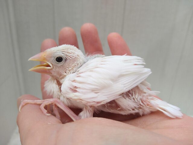 白文鳥