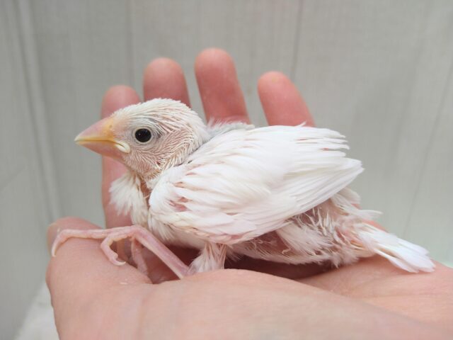 白文鳥