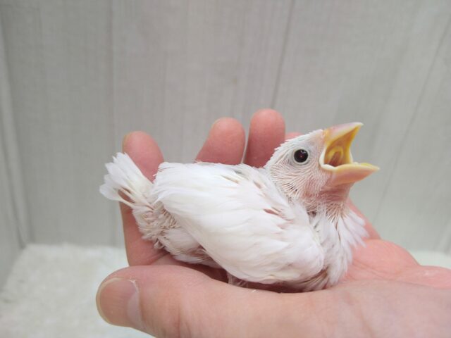 白文鳥