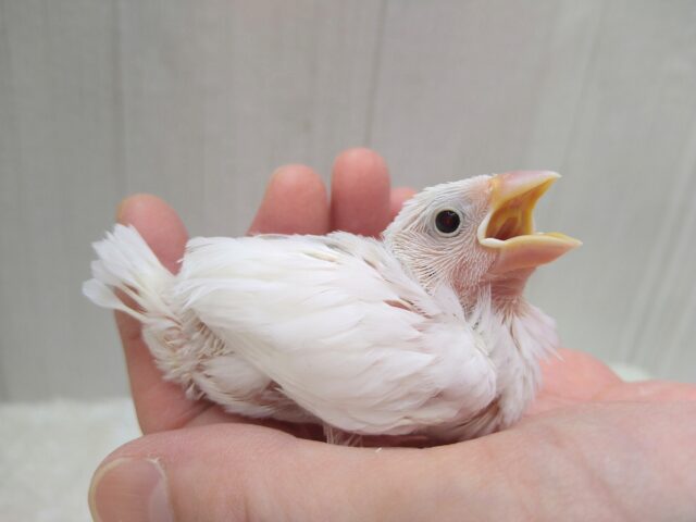 白文鳥