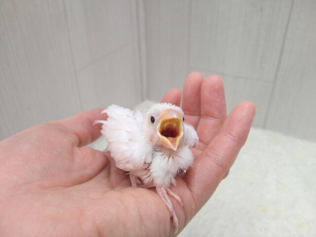 白文鳥