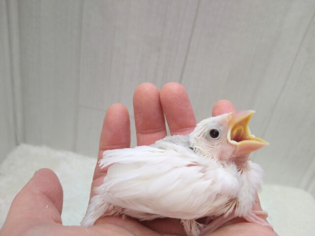 白文鳥