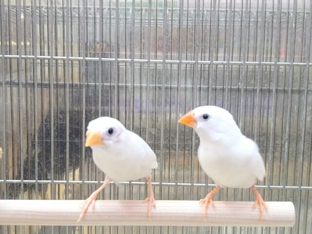 錦花鳥（キンカチョウ）