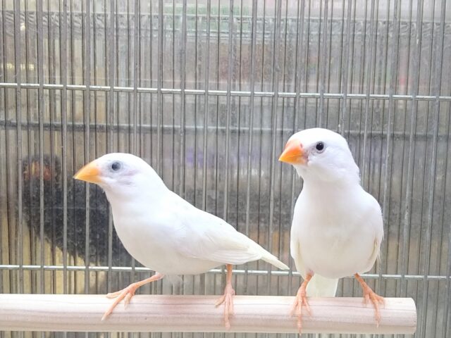 錦花鳥（キンカチョウ）