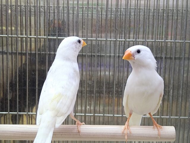 錦花鳥（キンカチョウ）