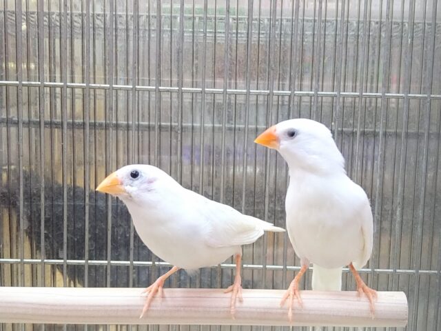 錦花鳥（キンカチョウ）