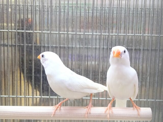 錦花鳥（キンカチョウ）