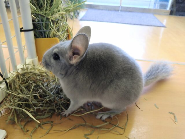 最新画像あります！めちゃきゃわ😍輝きレアカラー✨チンチラブルーダイヤモンド