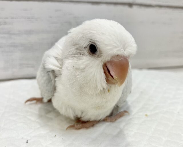 フワフワやさしい雲みたい☁️🫧癒されカラーのオキナインコ（ブルーパリドオパーリン）