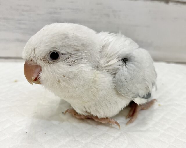 オキナインコ