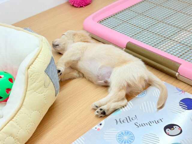 チワックス