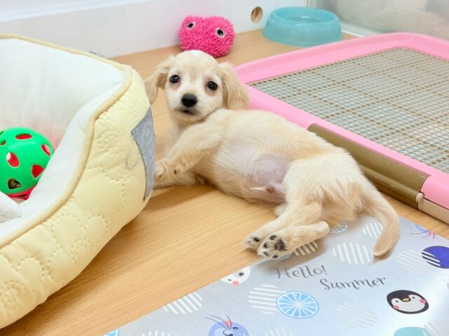 チワックス