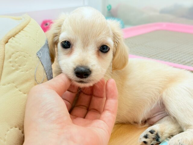 チワックス
